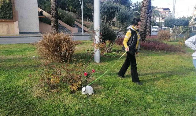 Tavşana tasma takıp refüjde otlattılar