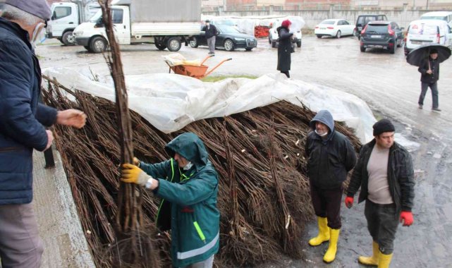 Tavşanlı'da 115 üreticiye 6 bin 400 ceviz fidanı