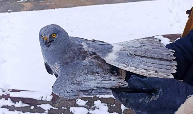 Tavşanlı&#039;da yaralı bulunan Gökçe Delice Kuşu tedavi edilecek