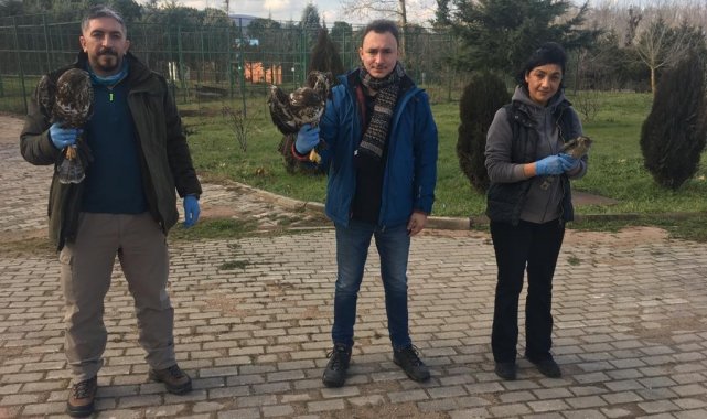 Tedavi edilen 335 hayvan doğaya salındı