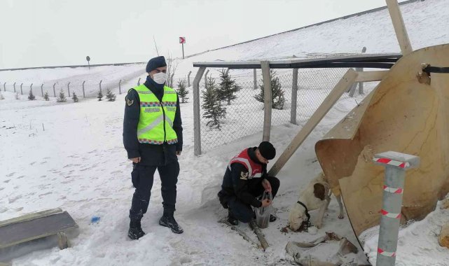 Terk edilen pitbull ırkı köpeğe Jandarma ekipleri sahip çıktı