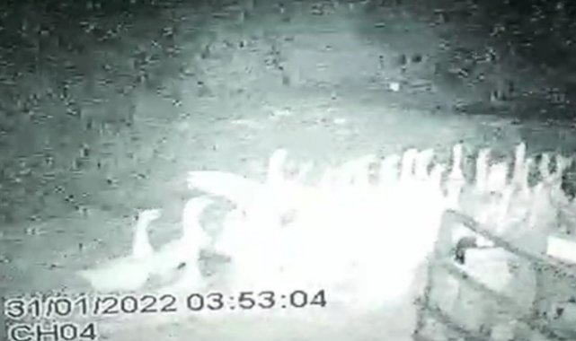 Tilki kaz sürüsüne saldırdı