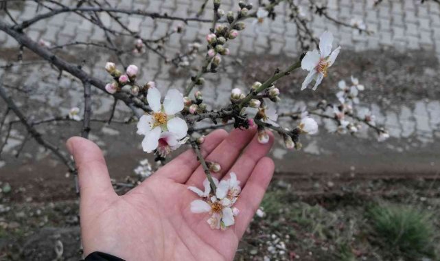 Tokat'ta erik ağacı kış mevsiminde çiçek açtı