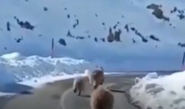 Tunceli'de kış uykusundan erken uyanmış boz ayılar görüntülendi