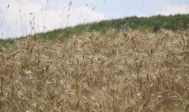 Türk buğdayından Arap ve Afrika ekmeği, Rus buğdayından ise Türk ekmeği yapılıyor