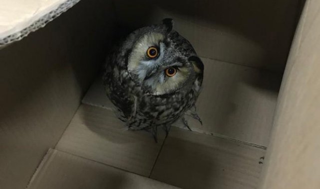 Türkeli'de yaralı baykuş köpek saldırılarından kurtarıldı