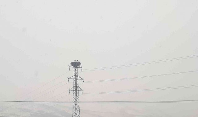 Tuzluca'da Şubat ayında gelen leylekler kara teslim oldu