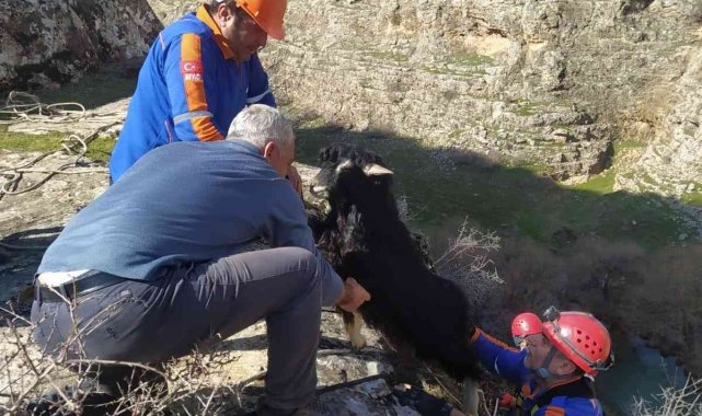 Uçurumda mahsur kalan keçileri AFAD kurtardı