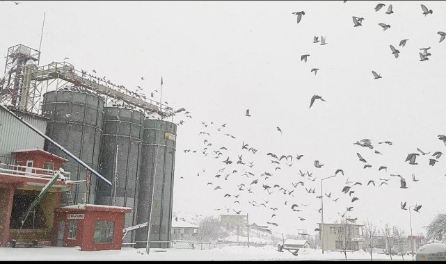 Un fabrikası çatısında yüzlerce güvercini besliyorlar