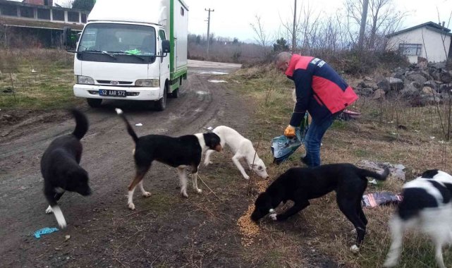 Ünye'de sokak hayvanları unutulmuyor