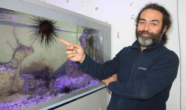 Uzun dikenli deniz kestanesi ve aslan balığı Mersin sahillerine yerleşti