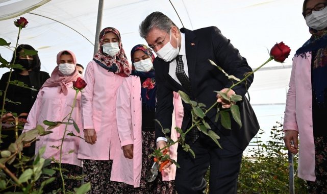 Vali Erdinç Yılmaz, gül hasadı yaptı