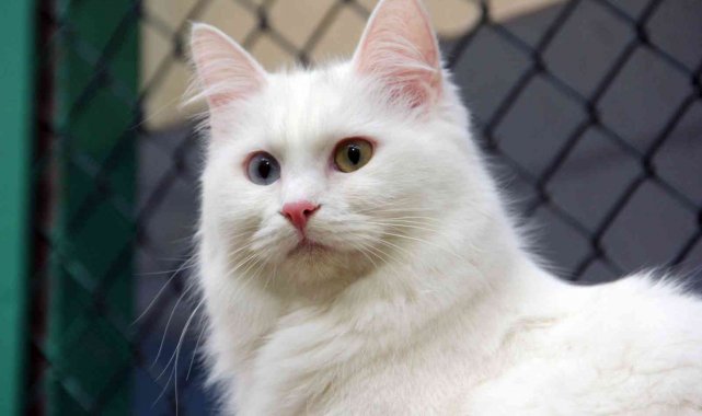 Van kedileri yılda üç kez 'kızgınlık dönemine' giriyor