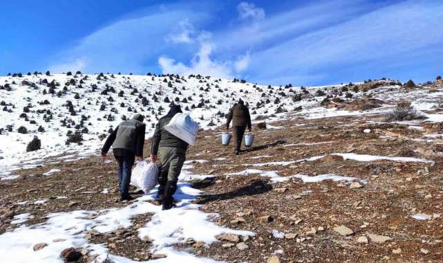 Van'da yaban hayvanlarına yem desteği