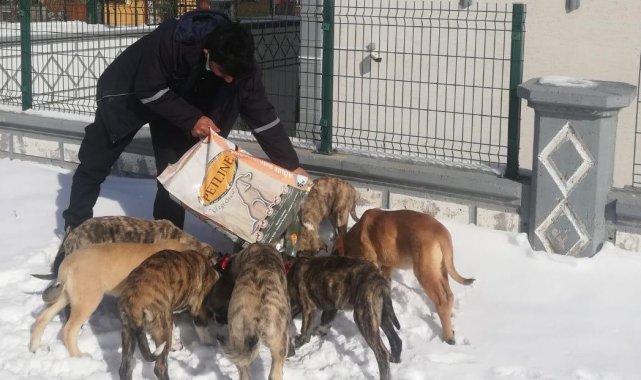 Veterinerlik İşleri Müdürlüğü çalışmaları 724 sokak hayvanları takip ediyor