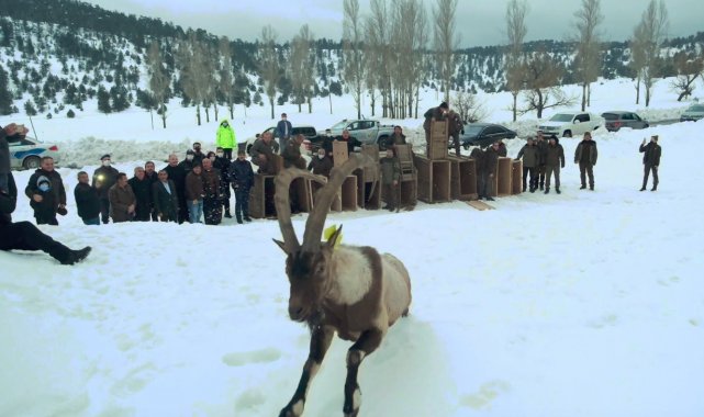 Yaban keçileri ilk kez doğal ortamından alınıp başka bir doğal ortama bırakıldı