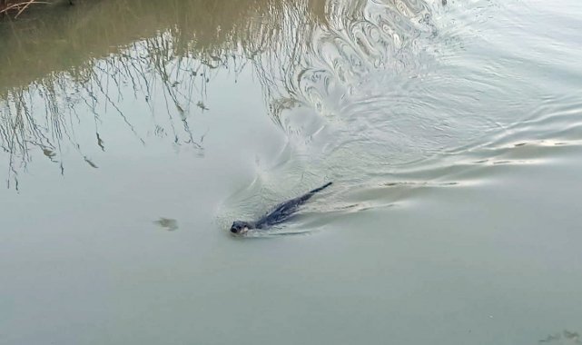 Yalova&#039;da, &quot;su samuru&quot; şaşkınlığı