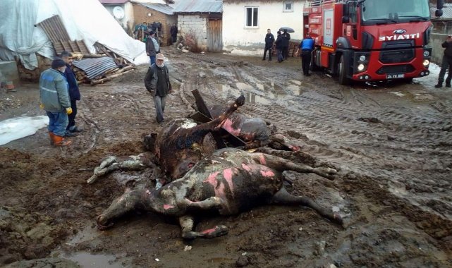 Yangında 4 büyükbaş hayvan telef oldu