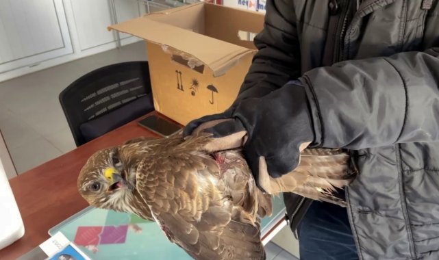 Yaralı atmaca için yolunu değiştirdi