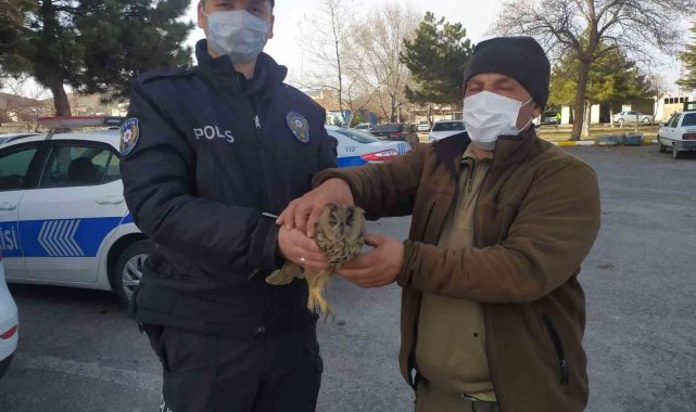 Yaralı atmaca ve baykuşa yardım eli