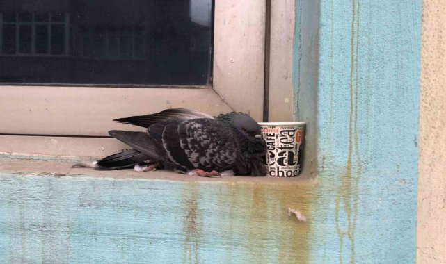 Yaralı güvercine zabıta ekiplerinden yardım eli