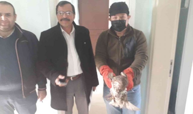 Yaralı halde bulunan şahin tedavi altına alındı