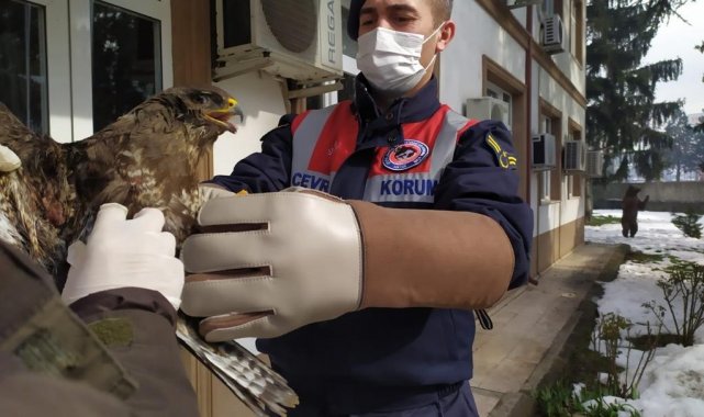 Yaralı şahin koruma altına alındı
