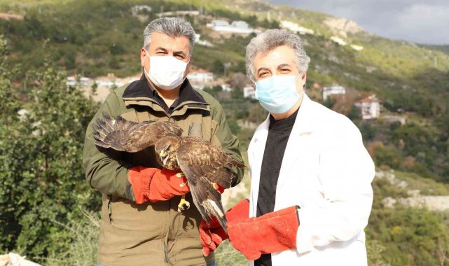 Yaralı Şahin tedavisinin ardından doğaya bırakıldı