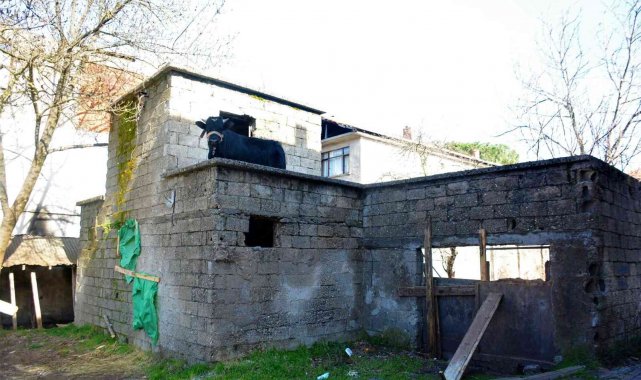 Yaramaz tosun yine durmadı