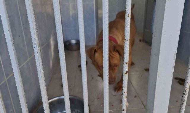 Yasaklı ırk köpek besleyen ve hayvana eziyet eden 6 kişiye 35 bin 802 TL ceza