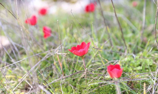 Yatağan'da laleler 1 ay erken açtı