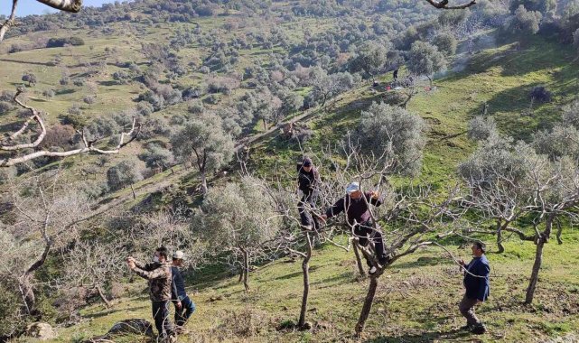 Yenipazar'da proje kapsamında antep fıstığı ağaçlarının budaması yapıldı