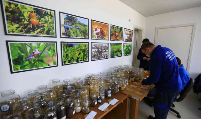 Yerel tohum dağıtımı başladı