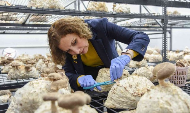 Yılın ilk tıbbi mantar hasadı gerçekleştirildi