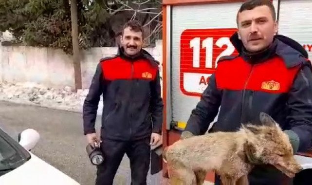 Yiyecek için şehre inen tilki mahsur kaldı