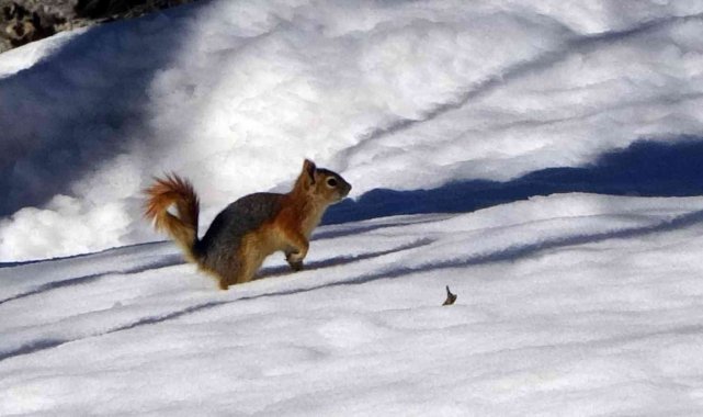 Yüksekova&#039;nın meşhur sincapları bölgeye renk katıyor