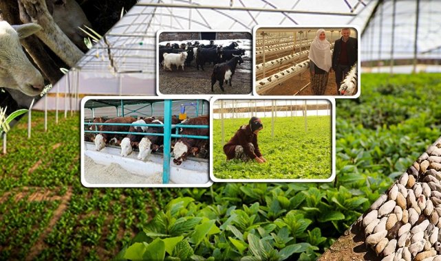 100 bin TL hibe için son başvuru tarihi 15 Marta uzatıldı