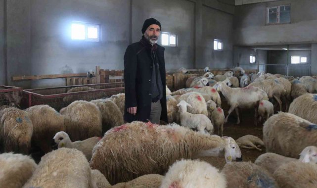 220 koyunu telef oldu, yem firması hakkında suç duyurusunda bulundu