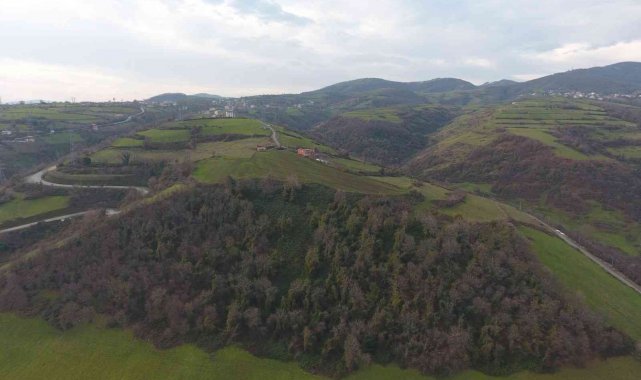 'Masal Ormanı Projesi' hayata geçiyor