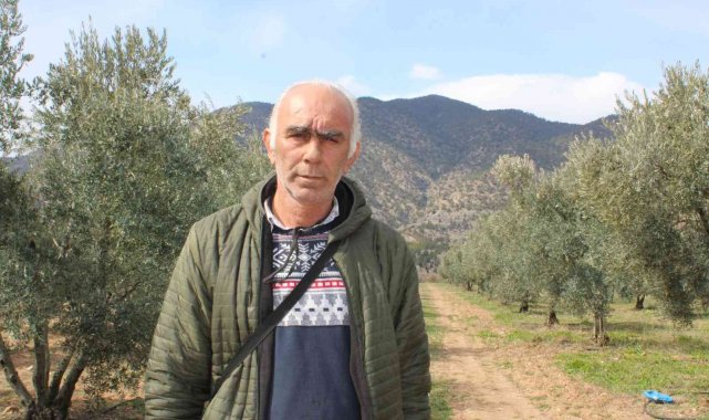 400 yıllık zeytin ağaçları ilçeye ışık oldu