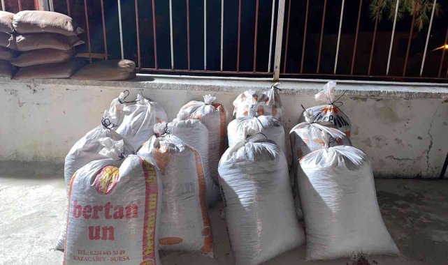 650 kilogram çam künarını çaldılar