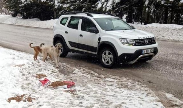 Abant Tabiat Parkı yoluna bırakılan köpeklere mama dağıtıldı