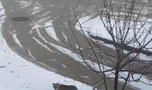 Aç kalan tilki hastane bahçesine girdi