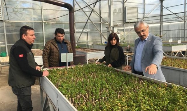 Adana'da 6 milyon 500 bin fidan üretilecek