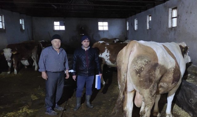 Afyonkarahisar'da büyükbaş hayvanlarla ilgili çalışma