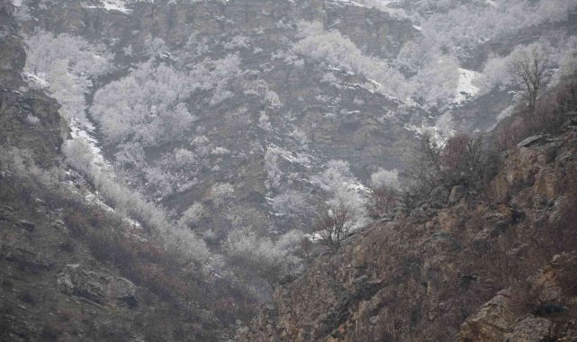 Ağaçlar baharda yeşil yerine beyaza büründü