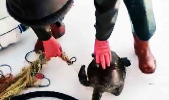 Ağlara takılan kaplumbağayı tekrar denize bıraktı