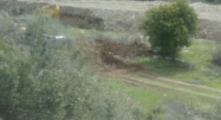 Akbelen'de zeytin ağaçlarının sökümü başladı