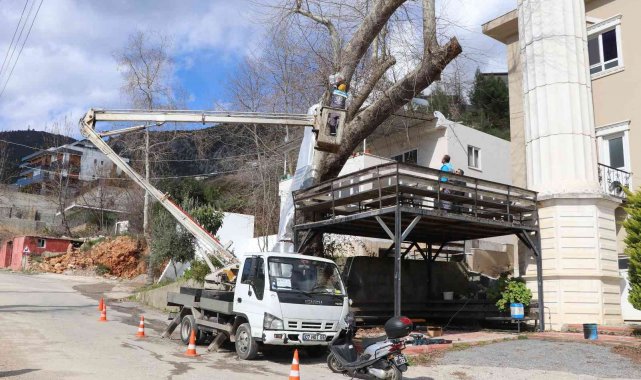Alanya Belediyesi doğa mirası ağaçları unutmadı