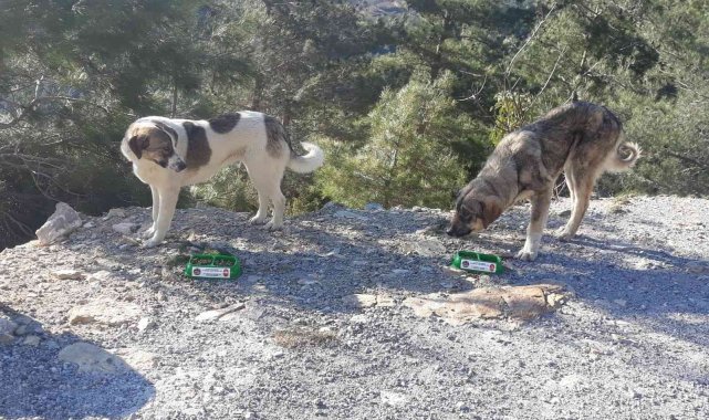 Alanya Belediyesi'nden sokak hayvanlarına mama desteği